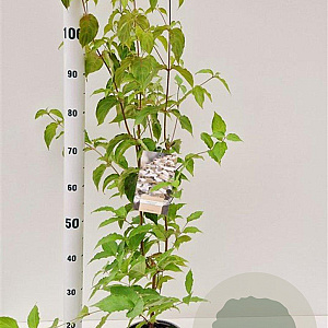 Cornus kousa chinensis 60-80 cm 3,0L