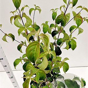 Cornus kousa chinensis 80-100 cm 5,0L