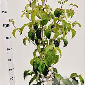 Cornus kousa chinensis 80-100 cm 5,0L
