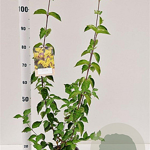 Cornus mas 60-80 cm 3,0L