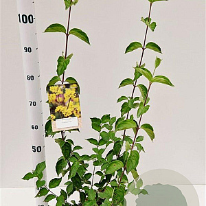 Cornus mas 60-80 cm 3,0L