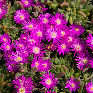 Delosperma 'Hot Pink' GM P9