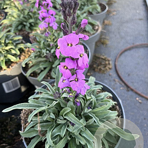 Erysimum 'Bowles' Mauve' GM 2,0L