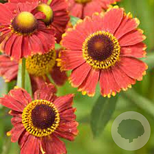 Helenium (autg) Helena Red Shades GM P9