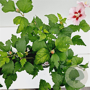 Hibiscus syr. 'Hamabo' 40-50 cm 3,0L