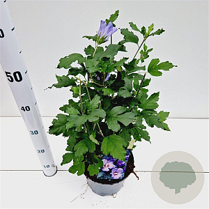 Hibiscus syr. 'Oiseau Bleu' 40-50 cm 3,0L