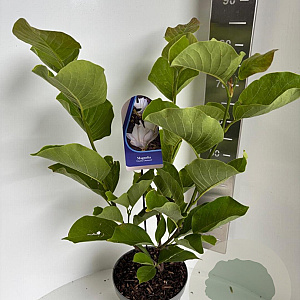 Magnolia denudata 'Double Diamond' 70-90 cm P23