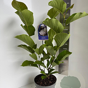 Magnolia denudata 'Double Diamond' 70-90 cm P23