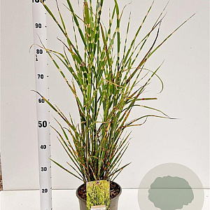 Miscanthus sin. 'Strictus' 60-80 cm 4,0L