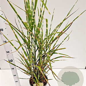 Miscanthus sin. 'Strictus' 60-80 cm 4,0L