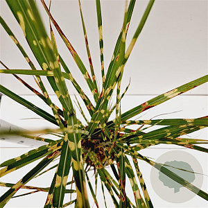 Miscanthus sin. 'Strictus' 60-80 cm 4,0L