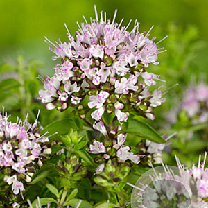 Origanum vulg. 'Compactum' GM P9