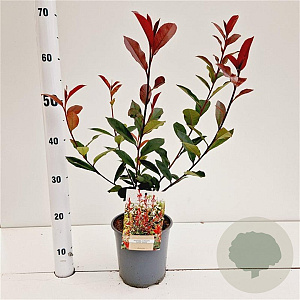 Photinia fraseri Carré Rouge 40-50 cm 2,5L