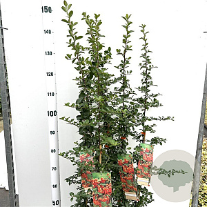 Pyracantha 'Orange Glow' 80-100 cm 2,5L