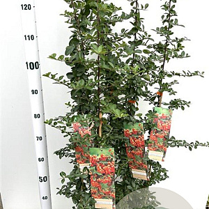 Pyracantha 'Orange Glow' 80-100 cm 2,5L