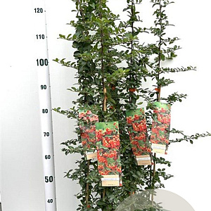 Pyracantha 'Orange Glow' 80-100 cm 2,5L