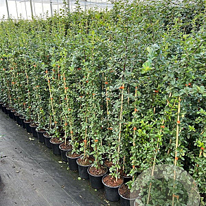 Pyracantha 'Orange Glow' 80-100 cm 2,5L