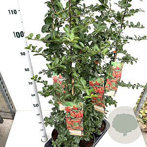 Pyracantha 'Orange Glow' 80-100 cm 2,5L