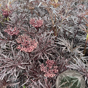 Sambucus nigra Black Lace 30-40 cm 3,0L