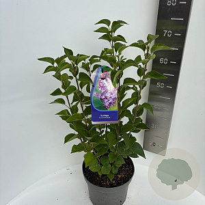 Syringa v. 'General Pershing' 50-60 cm 5,0L