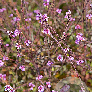 Verbena officinalis 'Bampton' GM P9