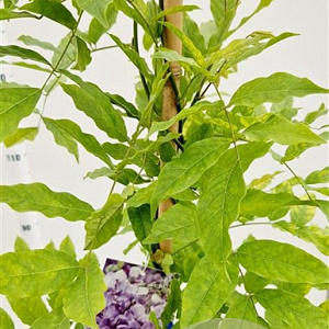Wisteria sinensis 'Prolific' 175-200 cm 5,0L