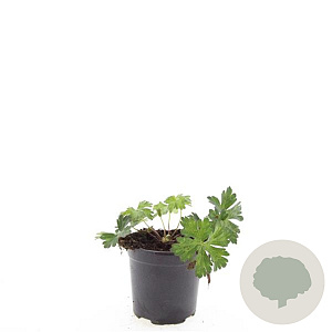 Geranium Rozanne GM C1.3