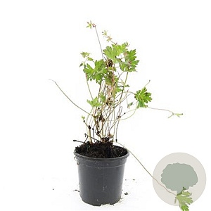 Geranium Rozanne GM C1.3