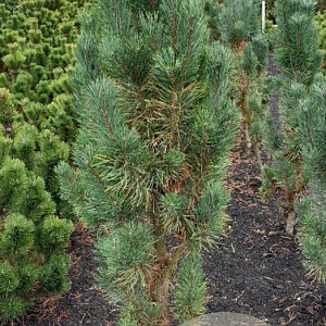 Pinus sylv. 'Fastigiata' 125-150 cm met kluit