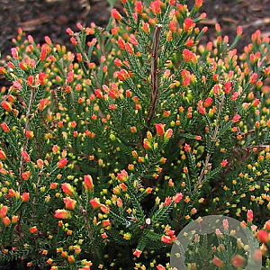 Calluna v. 'Spring Torch' GM P9.5 2 jaar