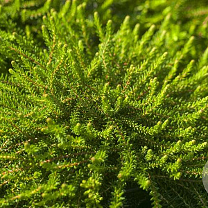 Empetrum nigrum 'Irland' GM P9.5 2 jaar