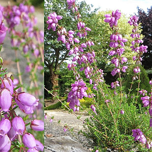 Erica carn. 'Foxhollow' GM P9.5 2 jaar