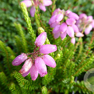 Erica stuartii 'Irish Lemon' GM P9.5 2 jaar