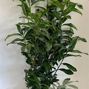 Prunus l. 'Caucasica' 80-100 cm met kluit
