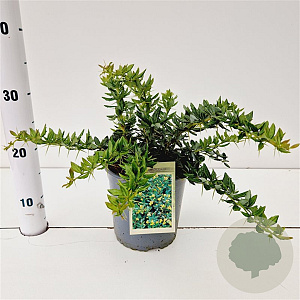 Berberis frikartii 'Telstar' 25-30 cm 2,5L