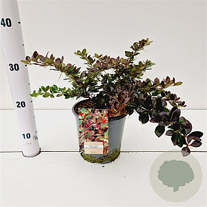 Berberis media 'Red Jewel' 25-30 cm 2,5L