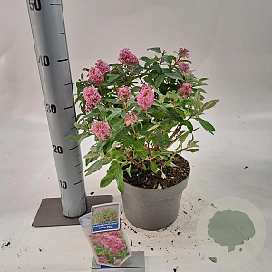 Buddleja d. B. Candy Little Pink 30-35 cm 3,0L