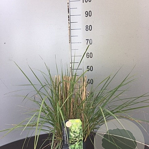 Calamagrostis acutiflora 'Overdam' 20-30 cm 2,0L