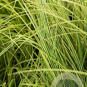 Carex brunnea 'Aureomarginata' 30-40 cm 2,0L