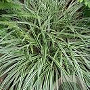 Carex morrowii 'Goldband' 40-45 cm 2,0L