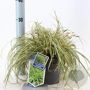 Carex oshim. 'Evergold' 20-25 cm 2,0L