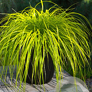 Carex oshim. Evercolor Everillo 45-50 cm 6,5L