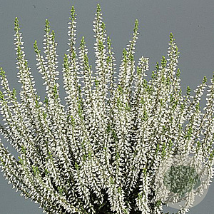 Calluna v. 'ASLI' 15-20 cm C1.2