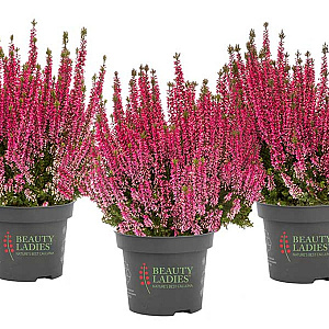 Calluna v. 'Crimson Sunset' 15-20 cm C1.2