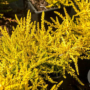 Calluna v. 'Gold Haze' GM P10,5