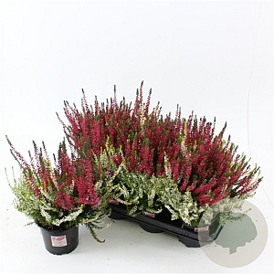 Calluna v. 'Twin Girls' 15-20 cm C1.2
