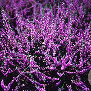 Calluna v. 'Tib' GM P9.5