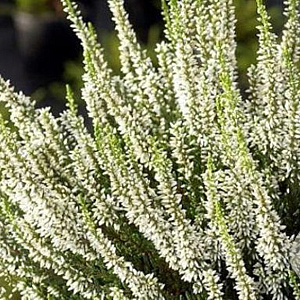 Calluna vulgaris 'Alicia' 15-20 cm C1.2