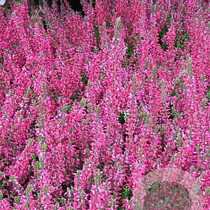 Calluna vulgaris 'Athene' 15-20 cm C1.2