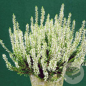 Calluna vulgaris 'Elisa' 15-20 cm C1.2